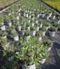 White Album Wintercreeper in nursery container