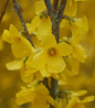 Show Off® Forsythia flower close up