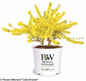 Show Off® Forsythia in Proven Winners Pot
