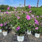 Hibiscus syriacus Dark Lavender Chiffon® flowering in pot