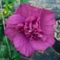 Magenta Chiffon® Rose of Sharon flower closeup