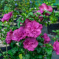 Magenta Chiffon® Rose of Sharon foliage and flowers