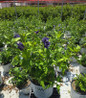 Paraplu Violet® Rose of Sharon in pot