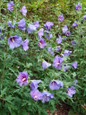 Paraplu Violet® Rose of Sharon Flowers and foliage