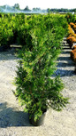 Young Green Giant Arborvitae