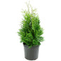 Green Giant Arborvitae in a nursery container