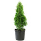 Green Giant Arborvitae in a nursery container