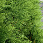 Green Giant Arborvitae leaves and foliage