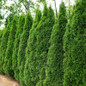 Row of Green Giant Arborvitae 