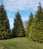 Green Giant Arborvitae pyramidal tree form