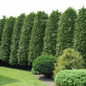 Green Giant Arborvitae Hedge