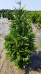 Green Giant Arborvitae Shrub