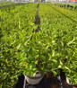 Fairytrail Bride® Cascade Hydrangea® in pot