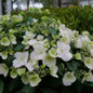 Fairytrail Bride™ Hydrangea flowers is blooming