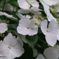 Fairytrail Bride™ Hydrangea flowers petals close up