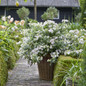 Fairytrail Bride™ Hydrangea shrub in garden planter blooming