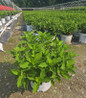 Fire Light Tidbit® Hydrangea #3 container plant