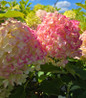 Fire Light Tidbit® Hydrangea close flower clusters
