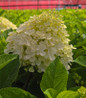 Fire Light Tidbit® Hydrangea white flower panicles