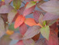 Fire Light Tidbit® Hydrangea foliage in the fall