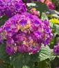 Big Band Hydrangea vibrant pink flowers