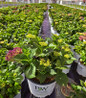 Big Band Hydrangea in nursery container