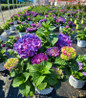 Let's Dance Big Band® BIgleaf Hydrangea in pot