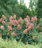 Limelight Prime Hydrangea full plant view
