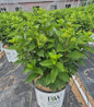 Limelight Prime Hydrangea in pot
