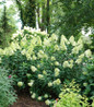 Limelight Prime Hydrangea in landscape