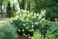 Limelight Prime® Hydrangea in the garden