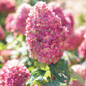 Limelight Prime® Hydrangea pink flowers