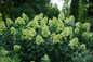 Limelight Prime® Hydrangea flowers and leaves