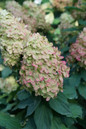Limelight Prime® Hydrangea flowers
