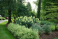 Limelight Prime® Hydrangea in the front yard