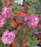 Quick Fire Fab Hydrangea blooms close-up