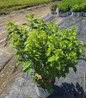 Quick Fire Fab Hydrangea #2 container
