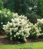 Quick Fire Fab Hydrangea flowering shrub