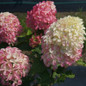 Quick Fire Fab® Hydrangea is blooming