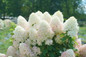 Quick Fire Fab® Hydrangea shrub with white flowers