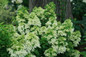 Quick Fire Fab® Hydrangea in early summer