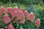 Quick Fire Fab® Hydrangea bush blooming