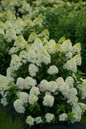 Quick Fire Fab® Hydrangea Flowers and foliage