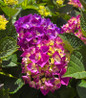 Wee Bit Giddy Bigleaf Hydrangea purple blooms