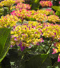 Wee Bit Giddy Bigleaf Hydrangea budding flowers