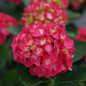 Wee Bit Giddy® Hydrangea flower closeup