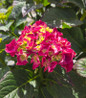 Bigleaf Hydrangea compact flowering shrub