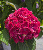 Bigleaf Hydrangea red-purple flower clusters