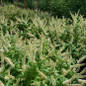 Fizzy Mizzy Sweetspire fragrant white flower spikes