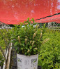 Fizzy Mizzy Sweetspire nursery pot